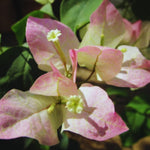 2 Bougainvillea Plants Live, Pink White Bougainvillea Live Plant, 4 to 6 Inc Tall Growing