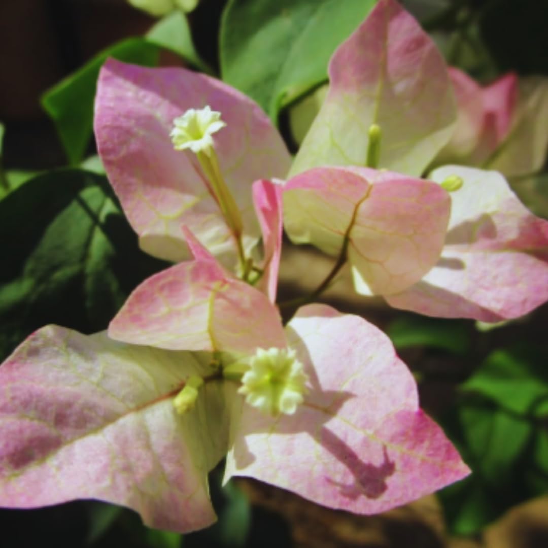 2 Bougainvillea Plants Live, Pink White Bougainvillea Live Plant, 4 to 6 Inc Tall Growing
