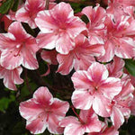 Pink Variegated Azalea Plant Live for Outdoor Spring Planting, 5-9" in Tall, No Pot, Bicolor Blooms