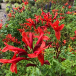 Red Honeysuckle Live Plant, Red Honeysuckle Plant Live, Honeysuckle Vine Bush for Planting, Bush Honeysuckle, 4-10 Inc Tall