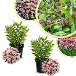 4 Milkweed Plants Live, Broadleaf Butterfly Milkweed Asclepias Tuberosa Perennial Wildflowers Swamp Common Bush, 5-9" in Tall, No Pot