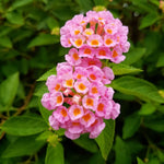 Pack 2 Lantana Live Plants for Planting, Hardy Perennial Lantana Bushes Well Rooted 4-7 Inches, Assorted Blooms (Pink Flowers)