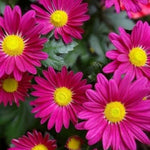 Chrysanthemum Flower Plant, Pink Mums Plant Live for Gardening, 5 to 7 Inc Long Well Rooted Mum Live Plant