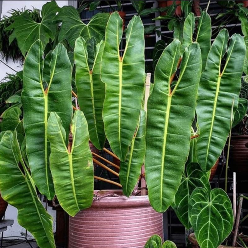 Billietiae Philodendron Plant Live, Rare Tropical Variegated Live Indoor Houseplant, Starter Plants No Pot, 5-9" in Tall