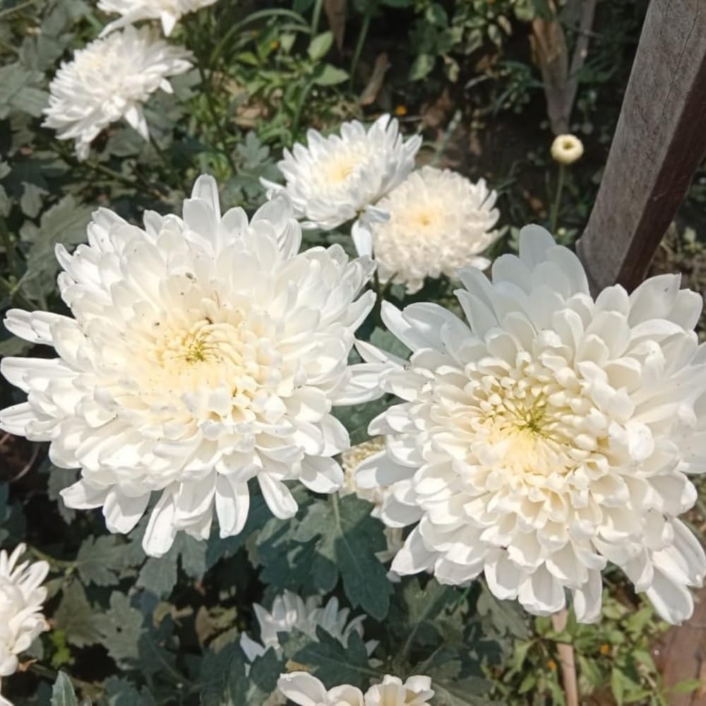 Chrysanthemum Flower Plant, Mums Plant Live, 5 to 7 Inc Tall Chrysanthemum Plants Live for Gardening Outdoor Indoor Planting, White Flower Mum Live Plant