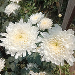 2 Mums Plants Live, White Chrysanthemum Plants Live, No Potted, Chrysanthemum Flower Live Plant, 5 to 8 Inc, Mum Live Plant