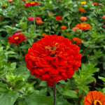 Zinnia Plant Live, Red Zinnia Flower Plant from 3 to 5 Inc Tall