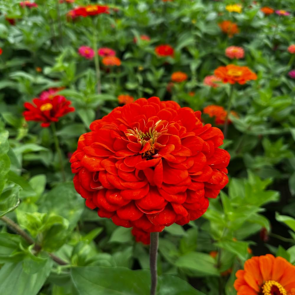 2 Red Zinnia Plant Live Outdoor, 4 to 6 Inc Tall, Zinnia Flower Plant Potted Planting