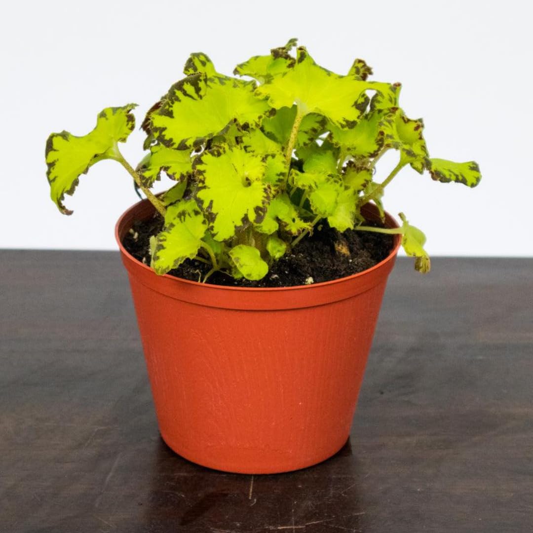 Exotic River Green Begonia Plants Live, Rare Begonias Indoor Growing, Hanging Basket, Starter 5 to 9 Inc Tall