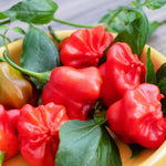 2 Plants Aji Dulce Pepper Live Plants Per Pot, 100 Days Old Pepper Plant Well Rooted Seedlings, Hot Peppers for Year Round Harvesting