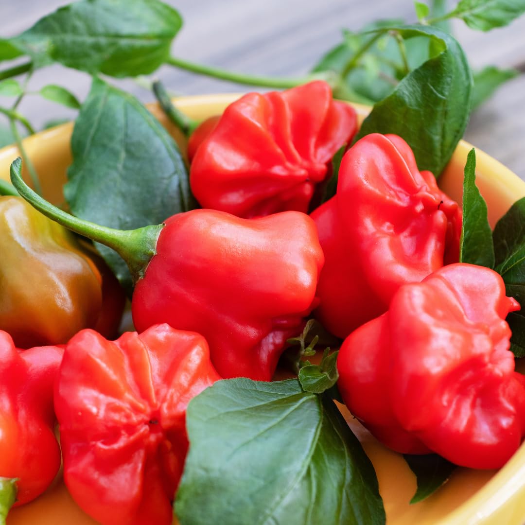 2 Plants Aji Dulce Pepper Live Plants Per Pot, 100 Days Old Pepper Plant Well Rooted Seedlings, Hot Peppers for Year Round Harvesting