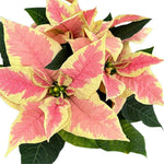 Yellow Pink Poinsettia Plant Live 4-8 Inches, Vibrant Poinsettia Flowers for Holiday, Live Indoor Houseplant, No Pot