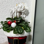 Cyclamen Plant Live in 4'' Pot, Vibrant Indoor Flowering Plants for Planting, Blooms Already, Indoor Outdoor Decoration (White Cyclamen)