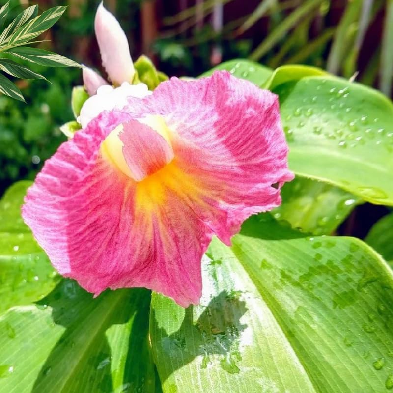 African Princess Ginger Plant Live for Planting 4 to 8 Inch Tall, Pink Ginger Flowers to Grow