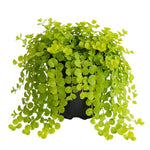 Pack of 2 Creeping Jenny Plants Live, Creeping Jenny Plants, 3-5 Inches Tall, Trailing Ground Cover for Indoor Outdoor Growing
