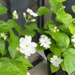 Set 3 of Maid of Orleans Jasmine Plant Live Indoor 4 to 7 Inc Long, Climbing Jasmine Live Plant