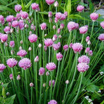 4 Purple Chives Plants Live, Hardy Heirloom Leek Chives Herb Plants for Culinary Outdoor Garden, 4-8" Tall