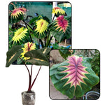 Colocasia Esculenta, Colocasia Live Plant, Elephant Ears Live Plant, Esculenta Taro Live Houseplant, 5-8 Inc Tall, No Pot (Rare Colocasia)