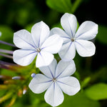 2 White Plumbago Plans, Live Plumbago Flowering Plant Well Rooted, 4 to 7 Inches