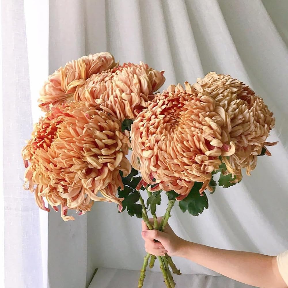 2 Mums Plants Live, Double Orange Chrysanthemum Plants Live, 5 to 7 Inc Long, Chrysanthemum Flower Live Plant Mum Live Plant