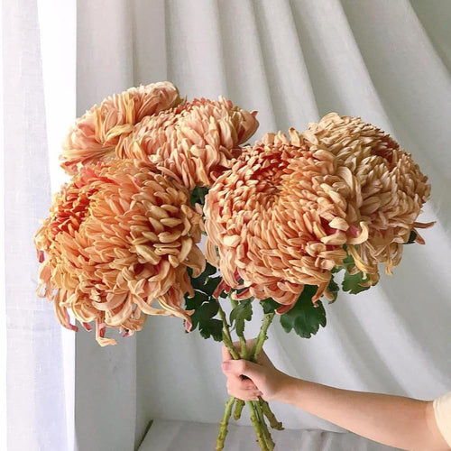 2 Mums Plants Live, Double Orange Chrysanthemum Plants Live, 5 to 7 Inc Long, Chrysanthemum Flower Live Plant Mum Live Plant
