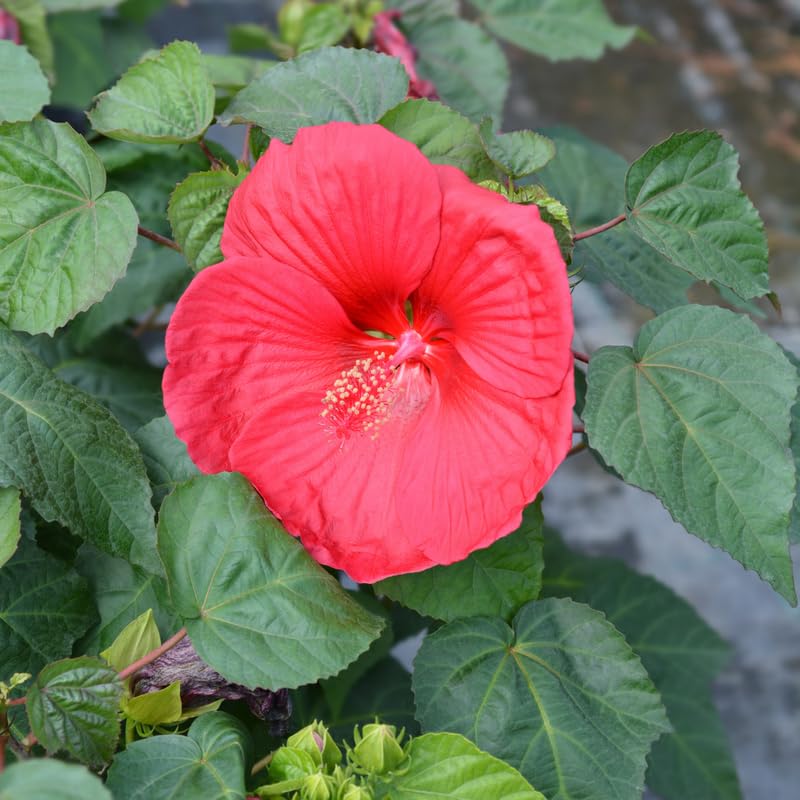 Hardy Hibiscus Plant Live, Red Hibiscus Tree Live Plant, 5 to 7 Inches Tall Live Plant, Perennial Hibiscus Flower Growing