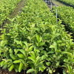 Pink Guava Tree Live Plant, 6-10 Inches Guava Fruit Tree Well Rooted, Tropical Fruit Trees for Containers and Garden Growing