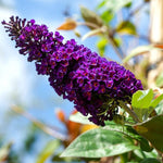 Pack 2 Butterfly Bush Live Plant, Fragrant Buddleia Shrub, 4-9 Inch Height, Vibrant Blooms for Landscaping (Black Butterfly)