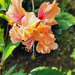2 Peach Hibiscus Tree Live Plant, Hardy Hibiscus Plants Live, 8 to 11 Inches, Hibiscus Shrub Tree for Garden