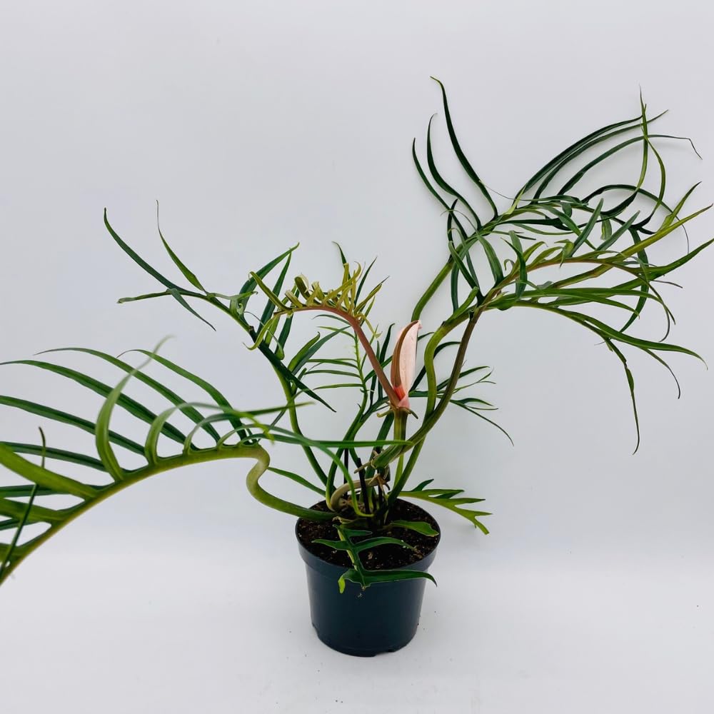 Variegated Philodendron Live Plant, Rare Indoor Houseplant Live Well Rooted 5-7 Inches, Container Growing, Home Office Decor (Tortum Philodendron)