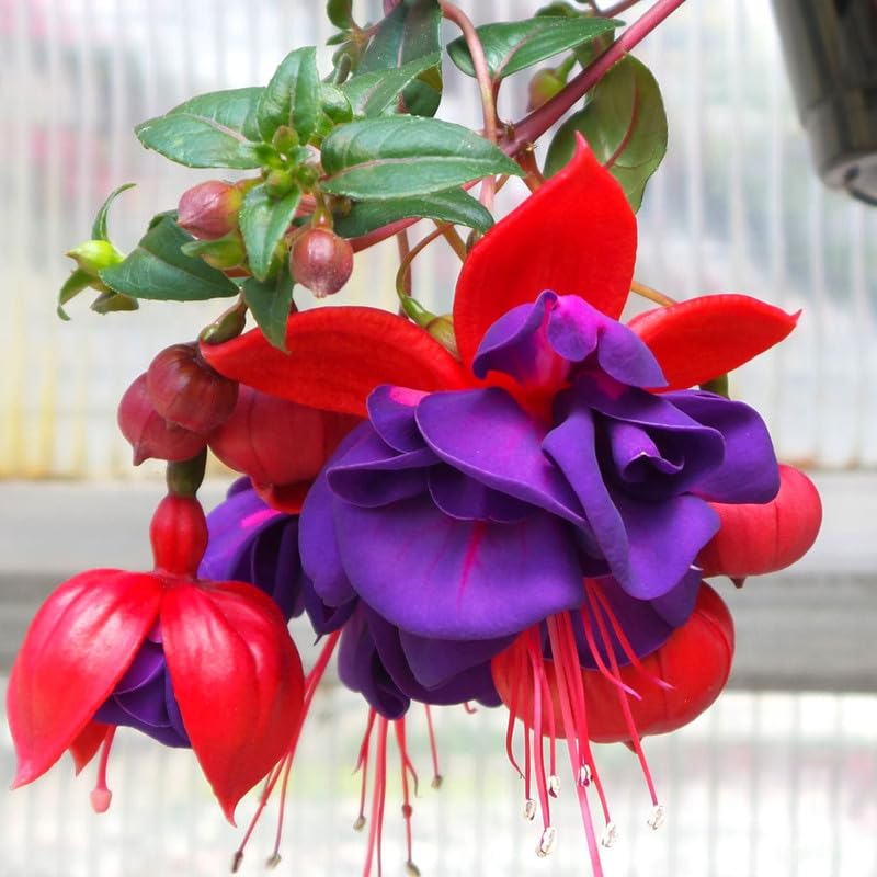ELLA'S HOMES Fuchsia Plant Live, Pink Purple Flower Fuchsia Plant, 3 to 6 Inches Tall, Live Fuchsia Plant, Fuchsia Live Plant Indoor, Fuchsia Plant for Planting Outdoor