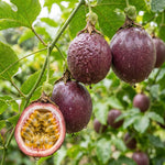 Purple Passionfruit Plant Live 4-7 Inches Tall, Tropical Passion Fruit Vine for Garden, Patio Containers and Indoor Growing