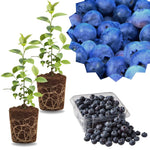 2 Southern Highbush Blueberry Plants Live for Outdoor Growing, Sweet Blueberry Trees Live Plants, Blueberries Bushes, Hardy and High Yield Seedlings, Starter 4 to 7", No Pot