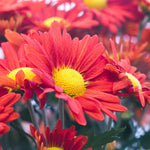 2 Red Mums Plants Live, Chrysanthemum Plants Live, 5 to 6 Inc Tall, Chrysanthemum Flower Live Plant Gardening Indoor Outdoor Mum Live Plant