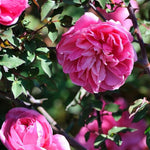 Rose Bush Live Plant, Fragrant Hybrid Tea Rose Flowers Well Rooted Plant, 5-10 Inc Tall for Planting Indoor Outdoor (Red Pink Rose)
