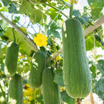 Luffa Live Plants 4'' Pot, 2 Plants per Pot, Well Rooted Luffa Gourd, Loofah Plant for Growing Indoor Outdoor