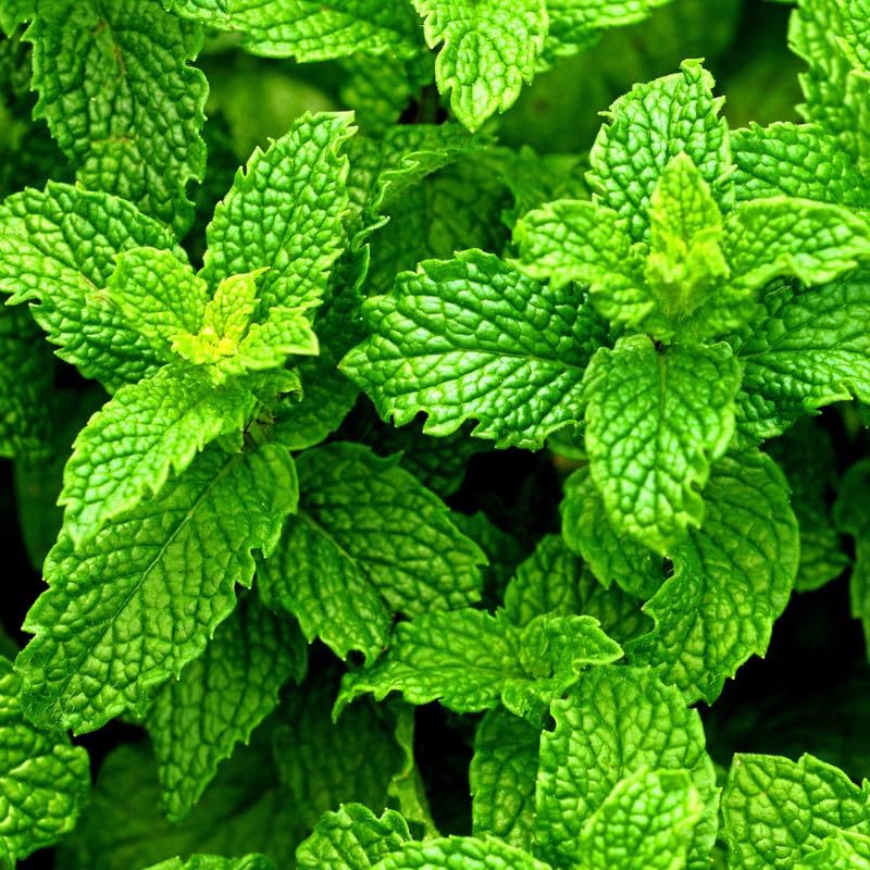 Mint Herb Plant Live, Well Rooted Mint Plants for Growing Indoor Outdoor 4-7 Inches - Peppermint