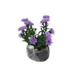 Live Aster Plant for Planting, Vibrant Purple Blooms 4-9 Inch Tall, Hardy and Perennial Aster, Ideal for Container and Outdoor Growing