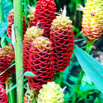 2 Zingiber Zerumbet Shampoo Ginger Plants, Awapuhi Hawaiian Ginger Live Plants 4-7 Inches, Red Ginger Lily for Planting