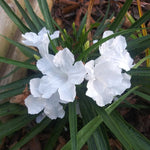 Pack 3 White Mexican Petunia Live Plants, 4-9" Tall Hardy Ruellia Simplex Petunia Perennials for Garden, Landscape, Patio