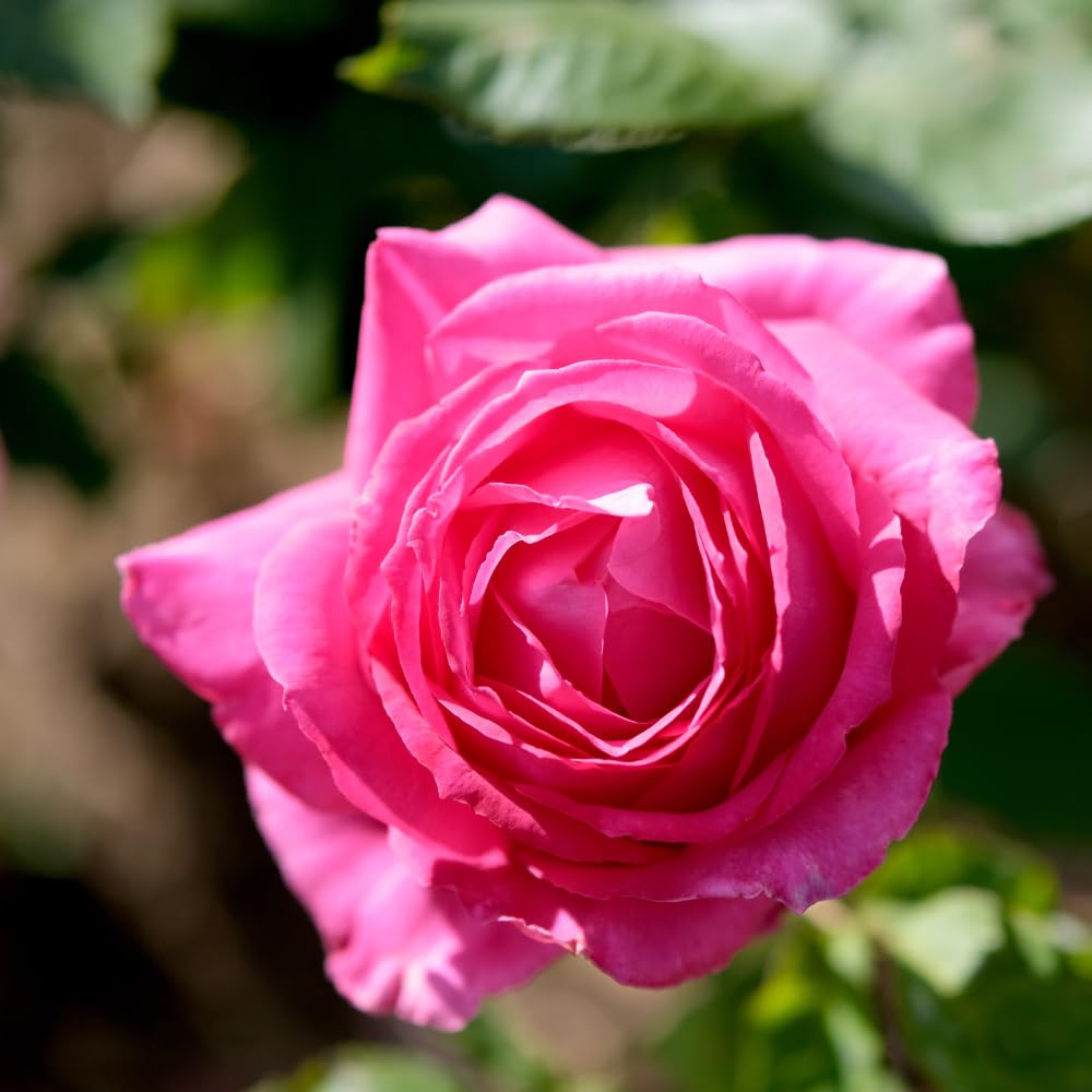 6 Pink Rose Bush Cuttings Plant Live, Rose Climbing Vine Live Plant, 5 to 8'' Tall Cuttings