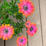 Osteospermum Flower Plants Live, Orange Daisy Plant 4 Inc Potted, 4 Small Plant, Osteospermum Plants Live Pot, Perennial Flower Garden