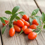 12 Red Goji Berry Cuttings, Goji Fruit Plants 8-10 Inches, Outdoor Berry Shrub
