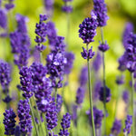 Set 2 Lavender Plants Live, Fragrant Lavandula Trees Live Plants for Planting Indoor Outdoor, Flowers Perennial Well-Rooted 4-7" Tall (Phenomenal Lavender)