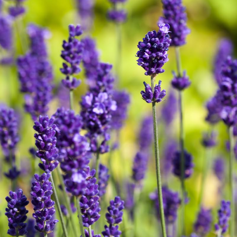 Set 2 Lavender Plants Live, Fragrant Lavandula Trees Live Plants for Planting Indoor Outdoor, Flowers Perennial Well-Rooted 4-7" Tall (Phenomenal Lavender)