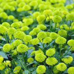 2 Mums Plants Live, Green Chrysanthemum Plants Live, 5 to 7 Inc Long, Chrysanthemum Flower Live Plant Growing