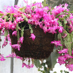 Christmas Cactus Plant Live, Starter Holiday Thanksgiving Cactus Plant for Indoor Outdoor Houseplants, Fasle Easter Cactus Plants Like, Cold Hardy, 5-9" in Tall (Pink)