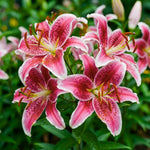 Pack of 4 Pink Lily Bulbs for Planting, Bright Sunny Blooms, Summer Flowering Perennial Garden Flowers, Lily Bulbs for Containers and Outdoor Garden