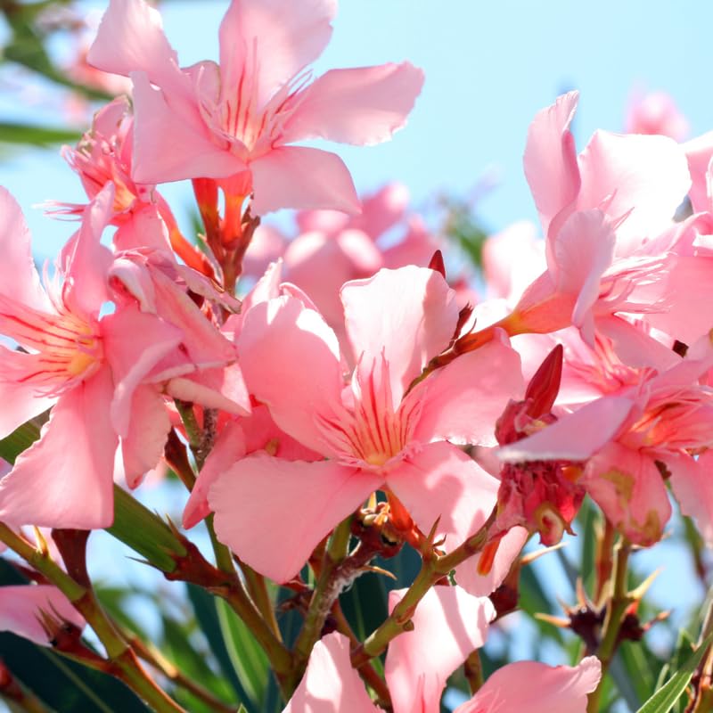 Pink Oleander Live Plant, Oleander Flower Plants Shrub, Outdoor Growing 4-8 Inches