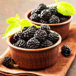 2 Thornless BlackBerry Plants Live for Planting, Sweet BlackBerry Bushes Trees, 5 to 8 Inches Tall, Blackberries Fruit Trees (Chester BlackBerry)